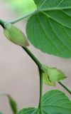 Corylopsis sinensis
