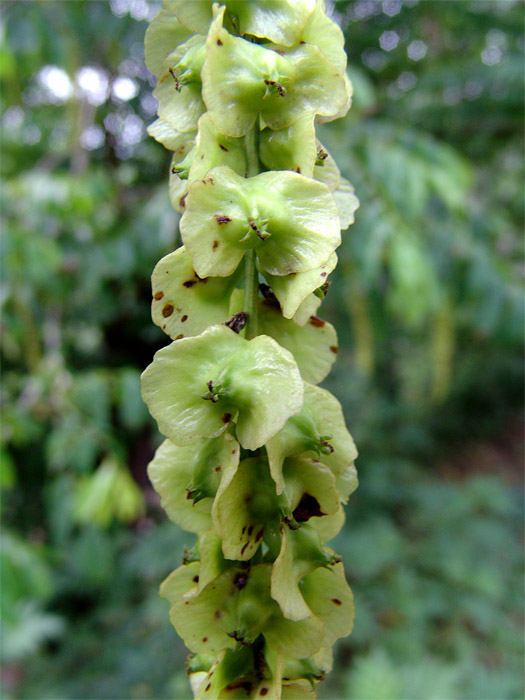 Image of Pterocarya fraxinifolia specimen.