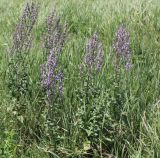 Nepeta nuda