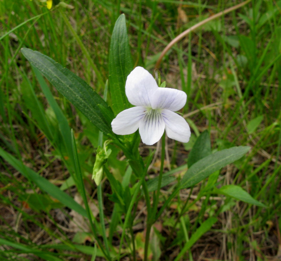 Изображение особи Viola accrescens.