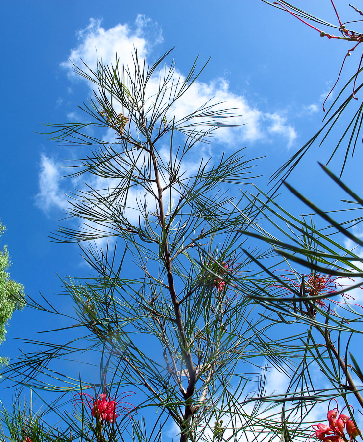 Image of Grevillea longistyla specimen.