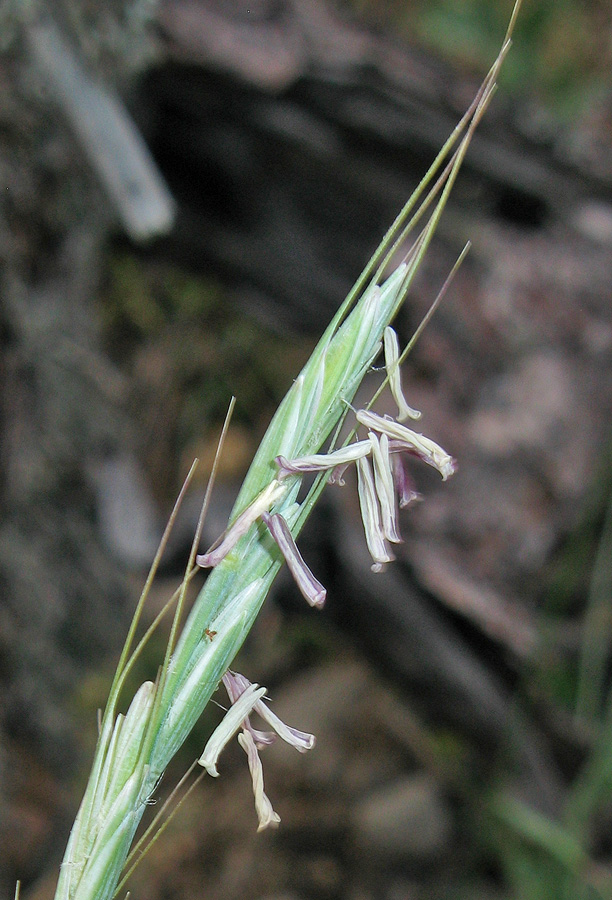Image of Elytrigia strigosa specimen.