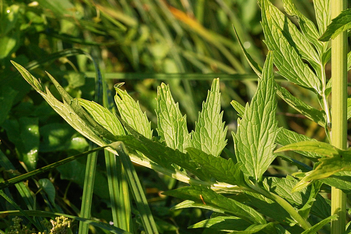 Изображение особи Valeriana officinalis.