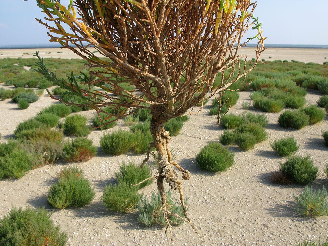 Изображение особи Salicornia perennans.