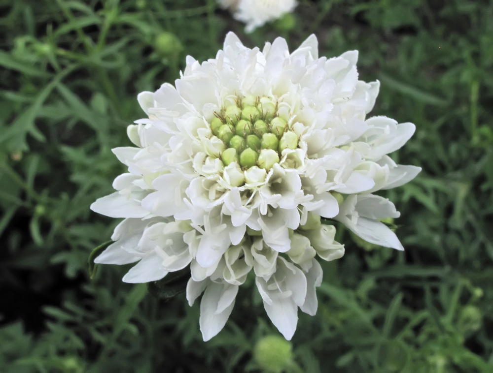 Image of Sixalix atropurpurea specimen.