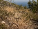 Bothriochloa ischaemum. Растение на склоне горы. Краснодарский край, г. Новороссийск, ур. Широкая Балка, прибрежная гора, можжевеловое редколесье. 25.08.2013.