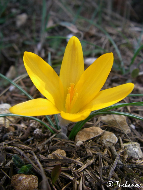 Изображение особи Crocus angustifolius.