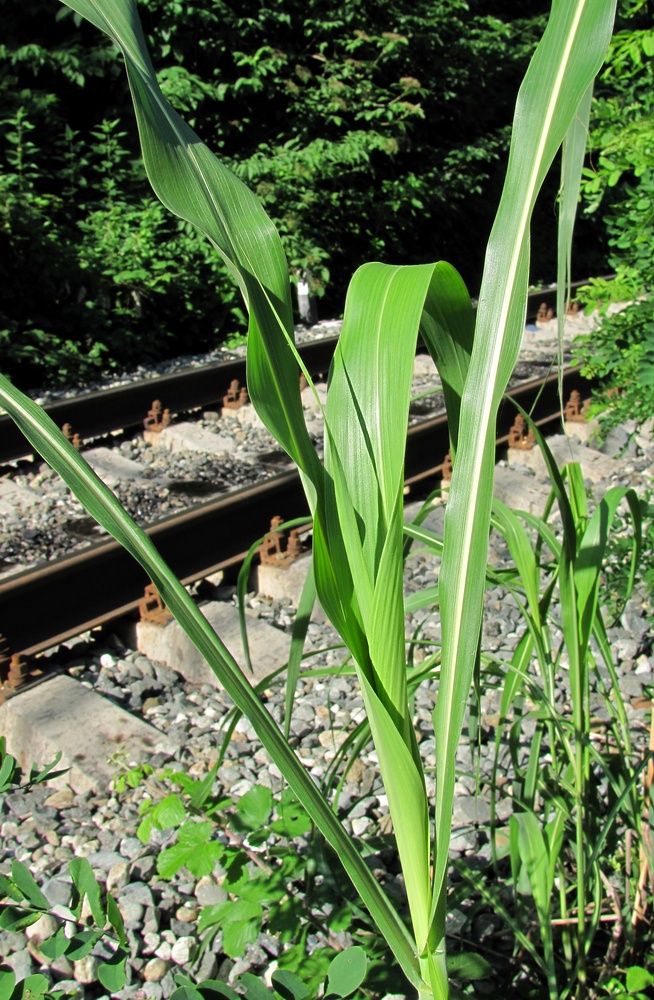 Image of Sorghum halepense specimen.