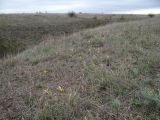 Sternbergia colchiciflora