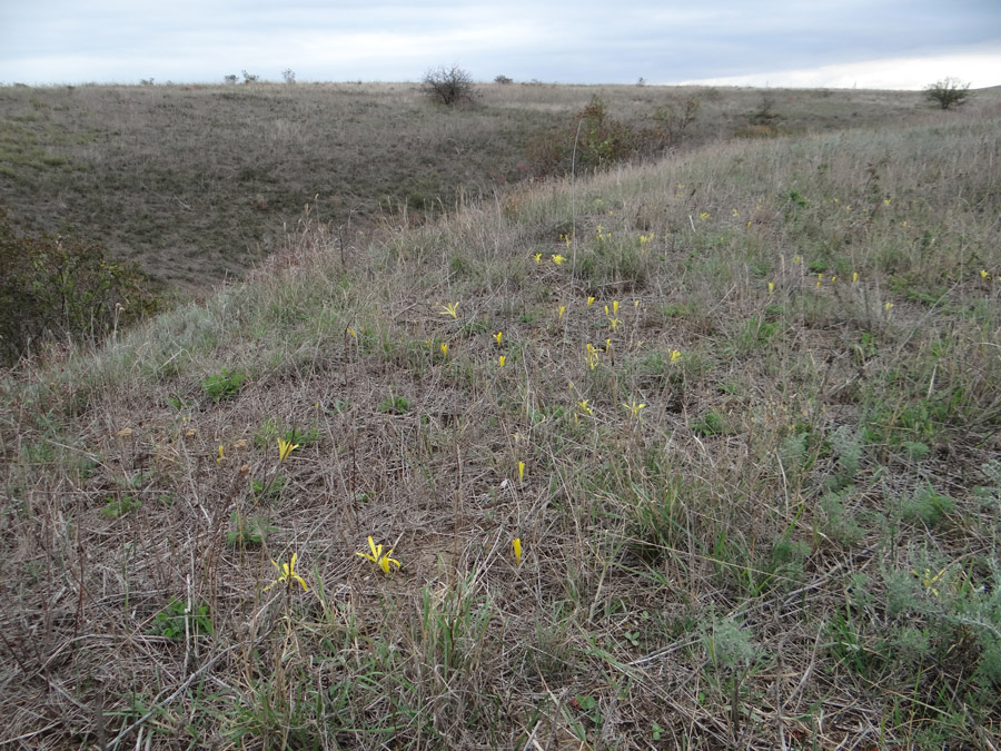 Изображение особи Sternbergia colchiciflora.