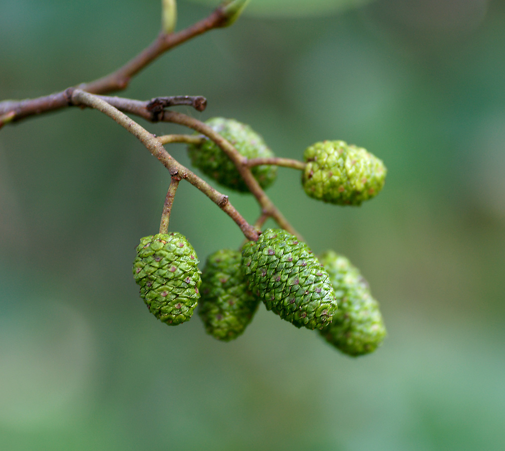 Image of Alnus glutinosa specimen.