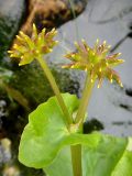 Caltha palustris