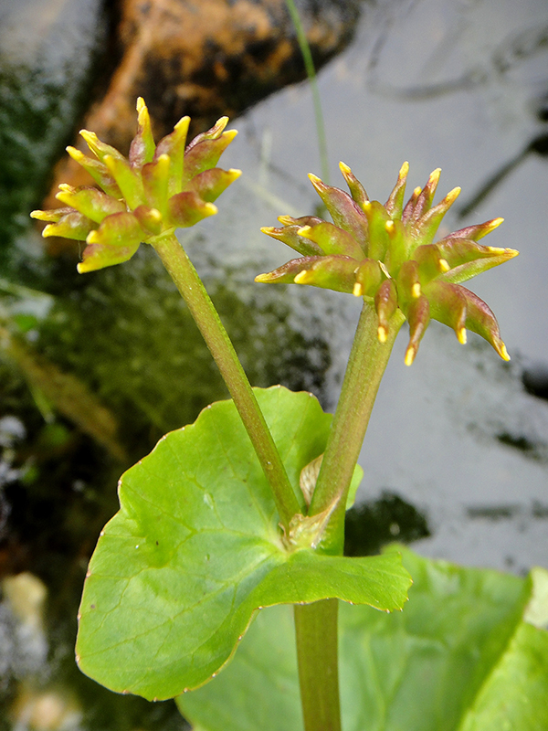 Изображение особи Caltha palustris.