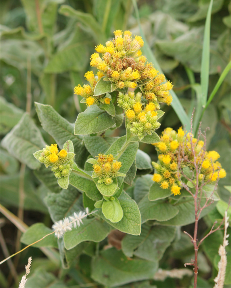 Изображение особи Inula thapsoides.