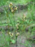 Juncus compressus. Соцветие. Томская обл., окр. с. Киреевское, сырой луг. 22.07.2007.