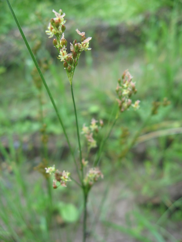 Изображение особи Juncus compressus.