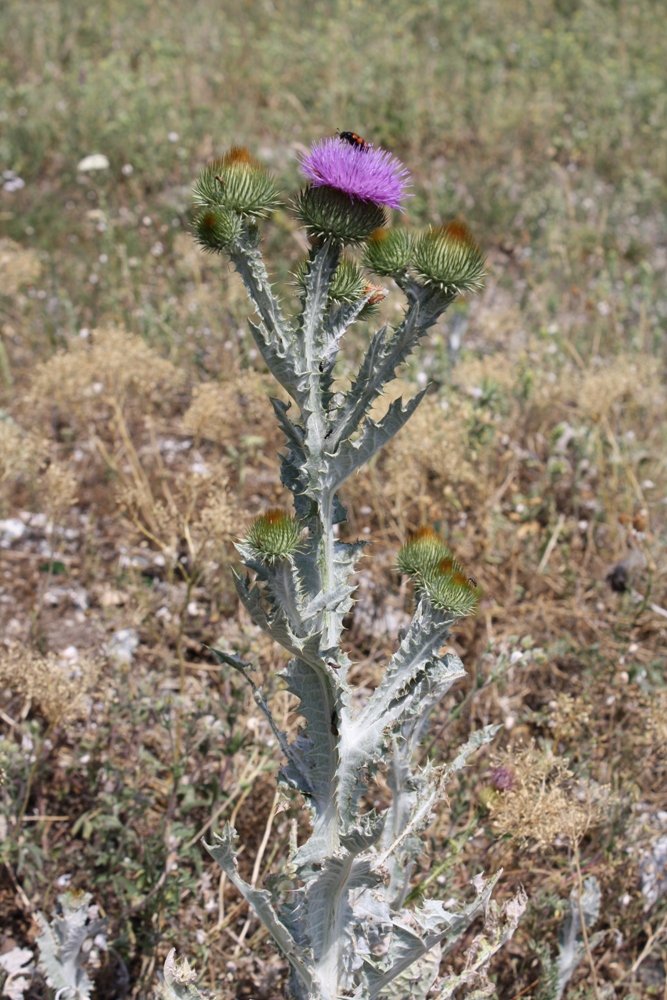 Image of Onopordum acanthium specimen.