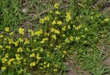 Erysimum repandum