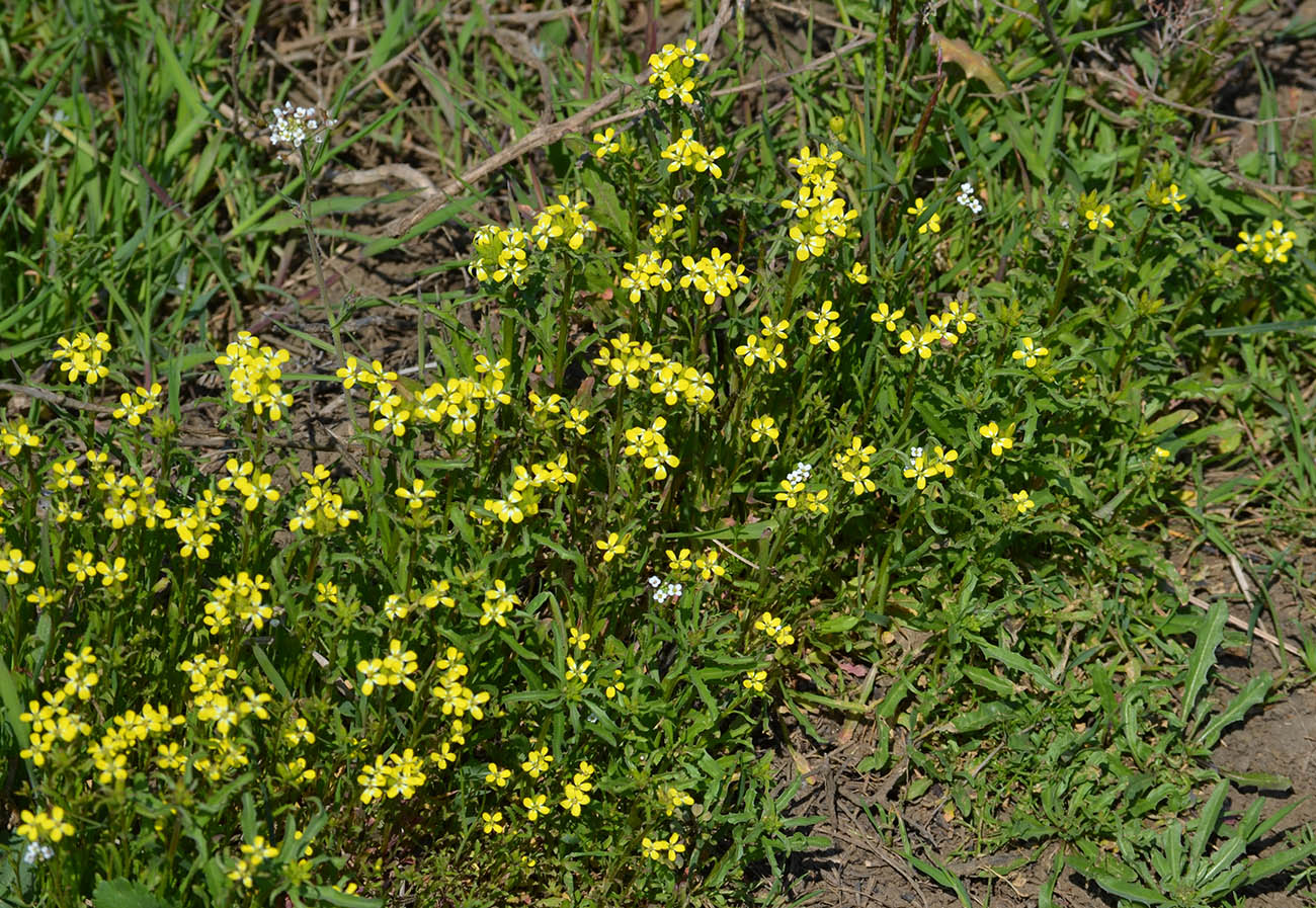 Изображение особи Erysimum repandum.