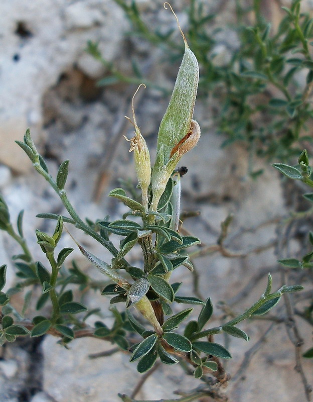 Image of Genista scythica specimen.