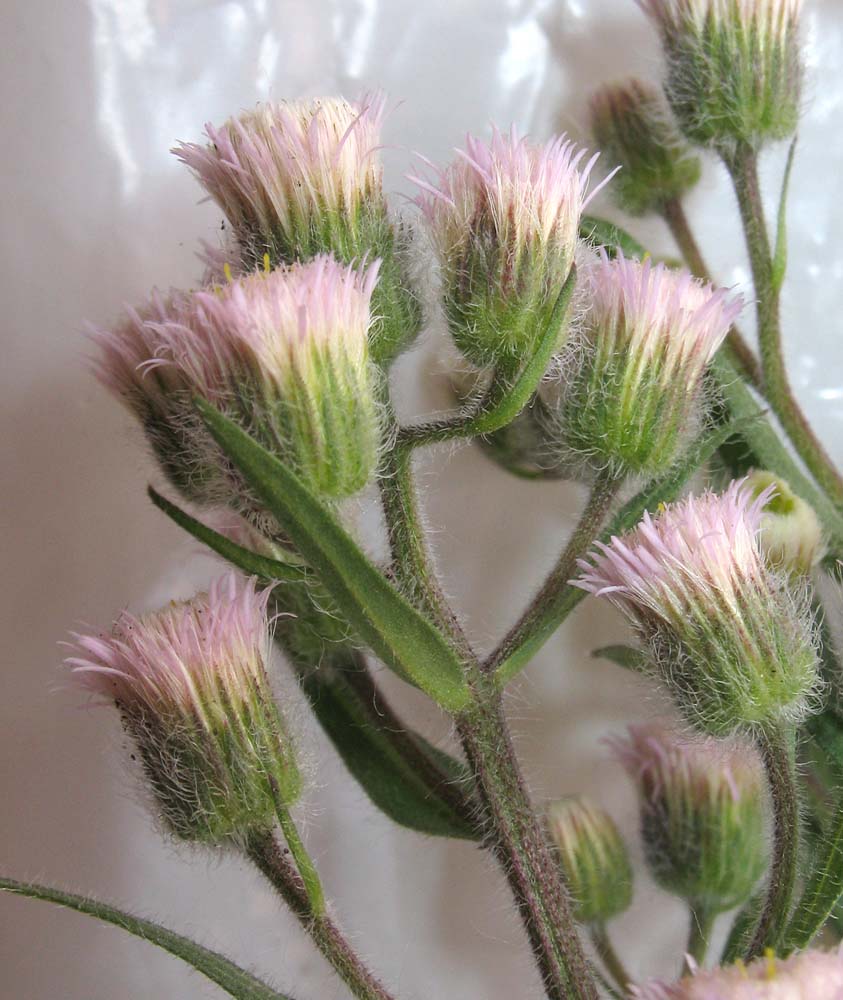 Image of Erigeron acris specimen.