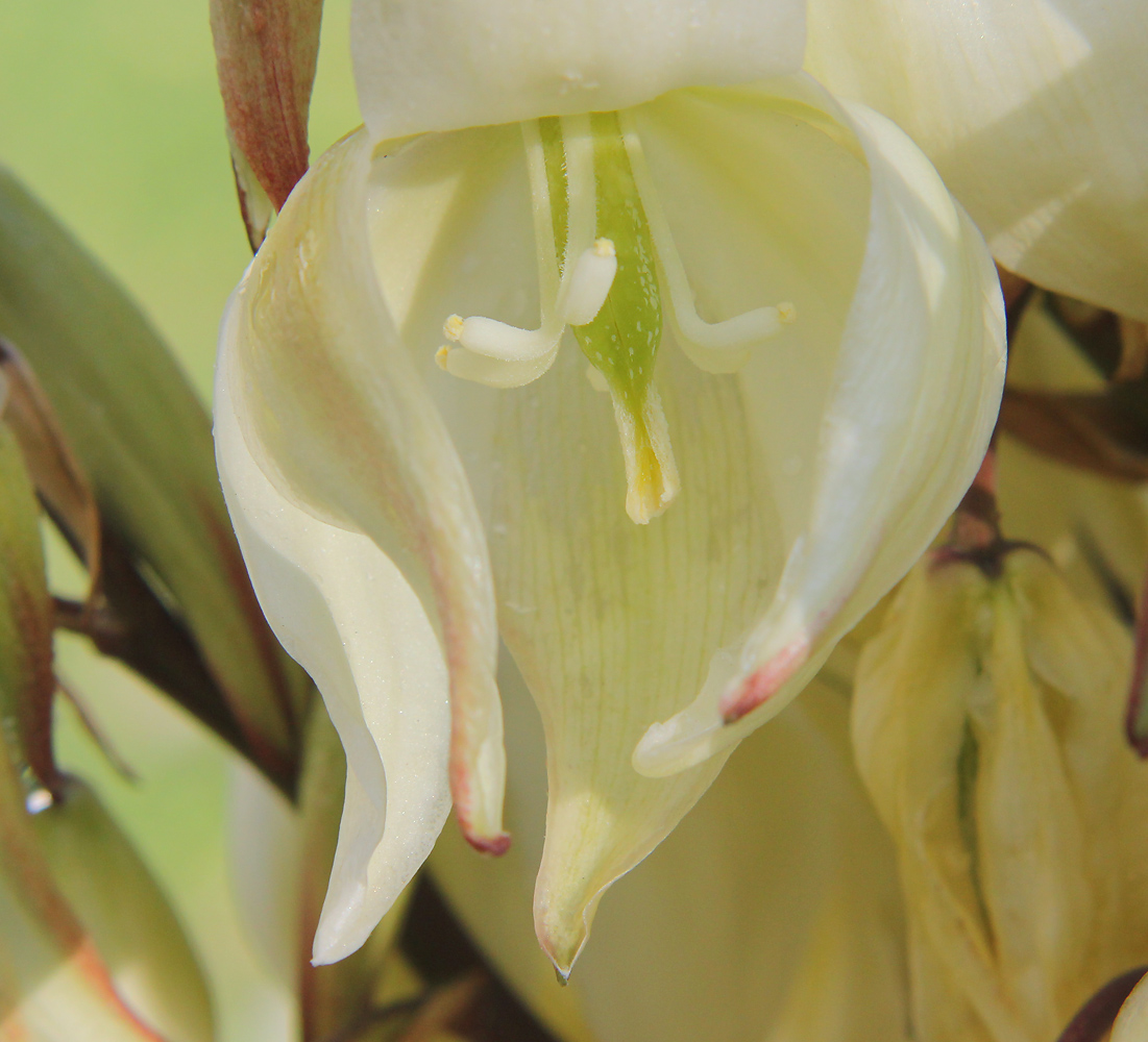 Изображение особи Yucca gloriosa.