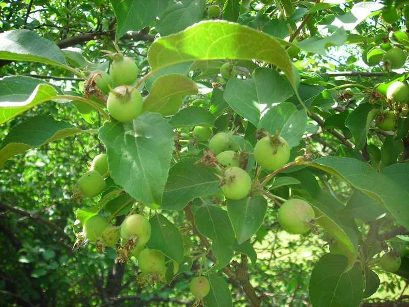 Image of Malus prunifolia specimen.