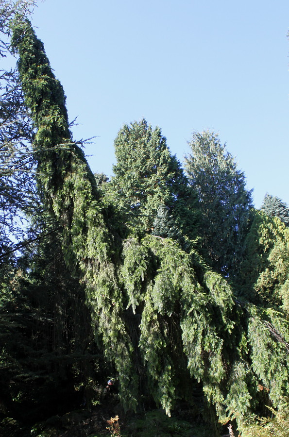 Image of Abies nordmanniana specimen.