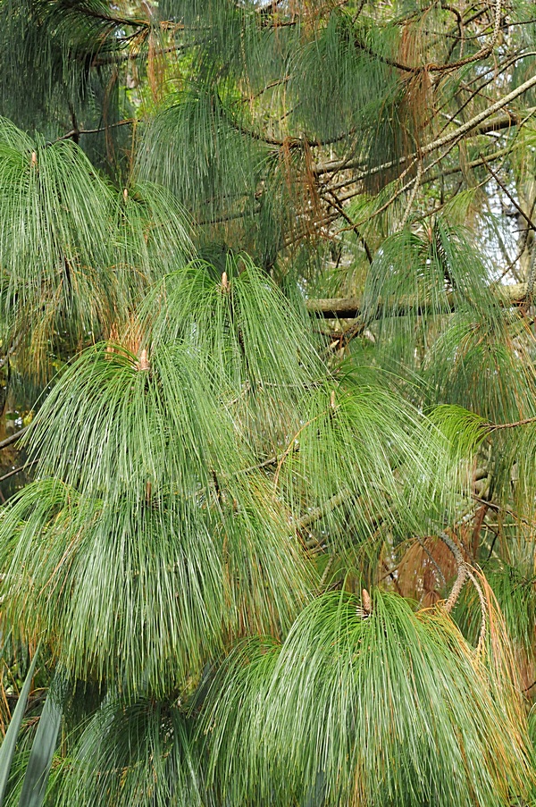 Изображение особи Pinus pseudostrobus var. apulcensis.
