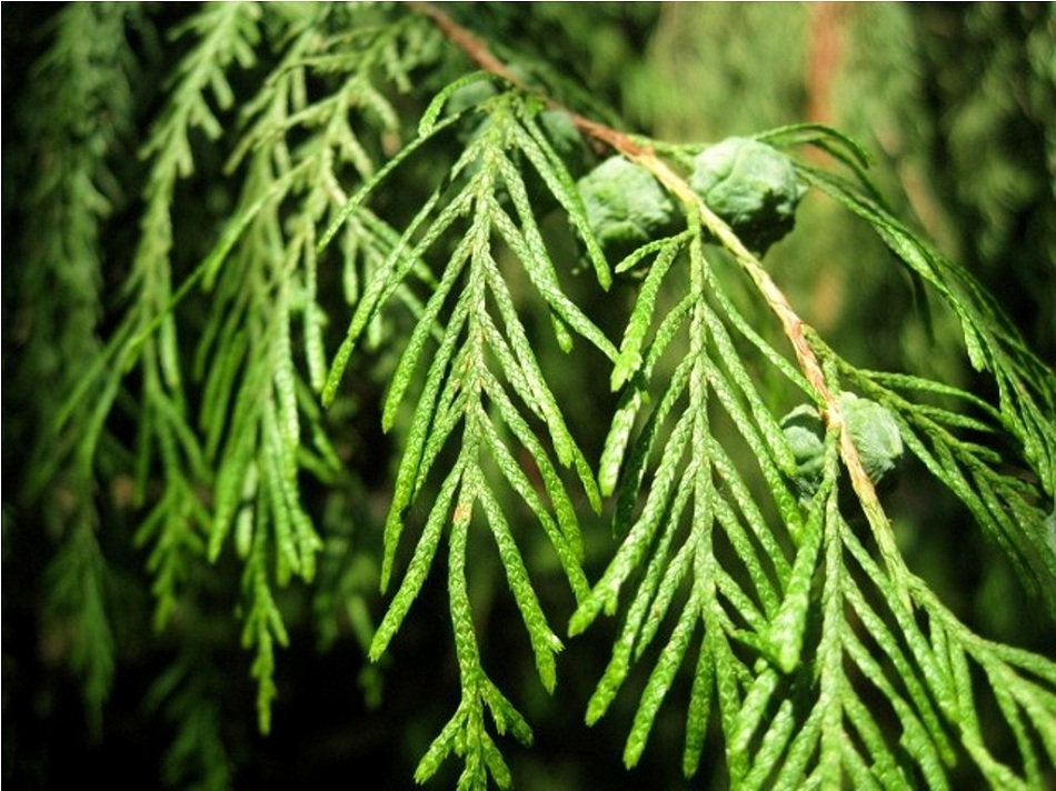 Image of Cupressus funebris specimen.