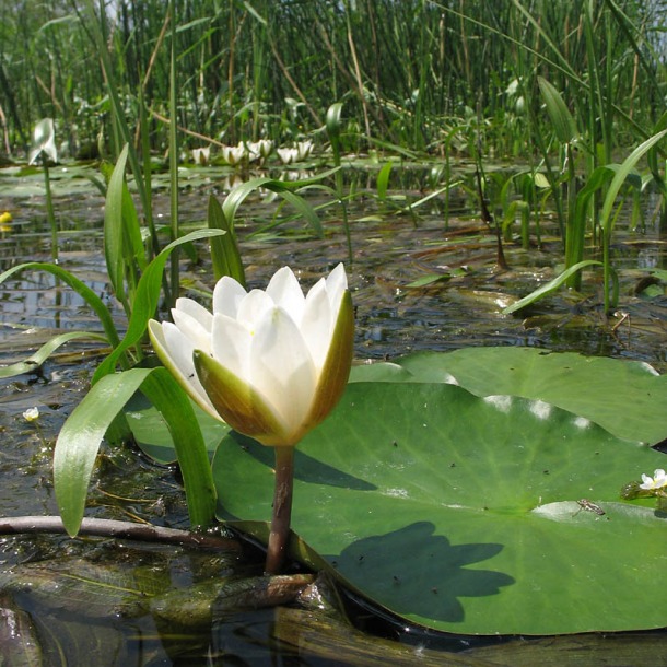 Image of Nymphaea candida specimen.