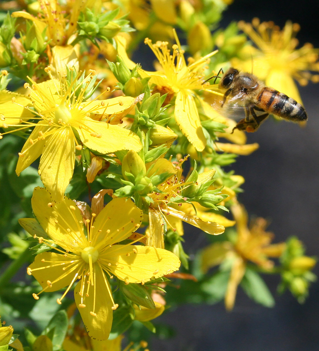 Изображение особи Hypericum perforatum.