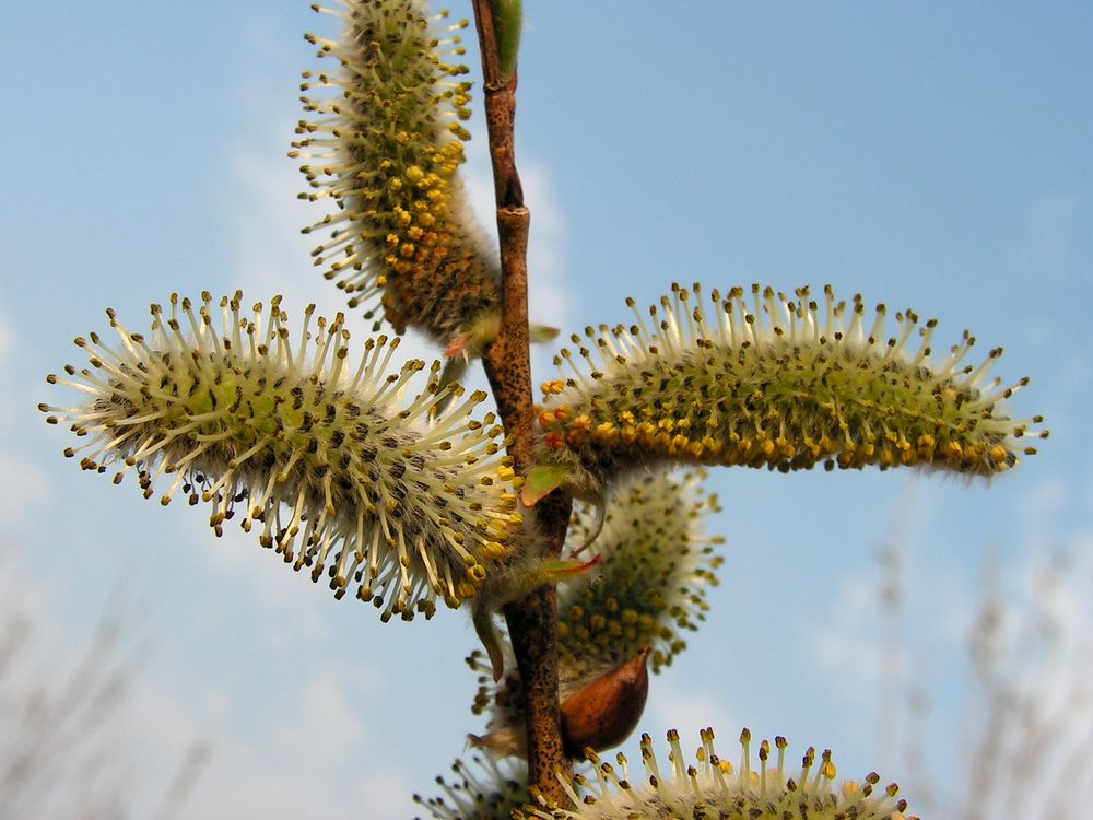 Изображение особи Salix miyabeana.