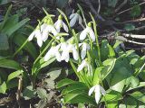 Galanthus woronowii