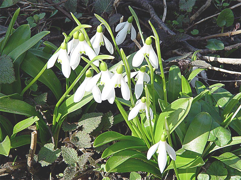 Image of Galanthus woronowii specimen.