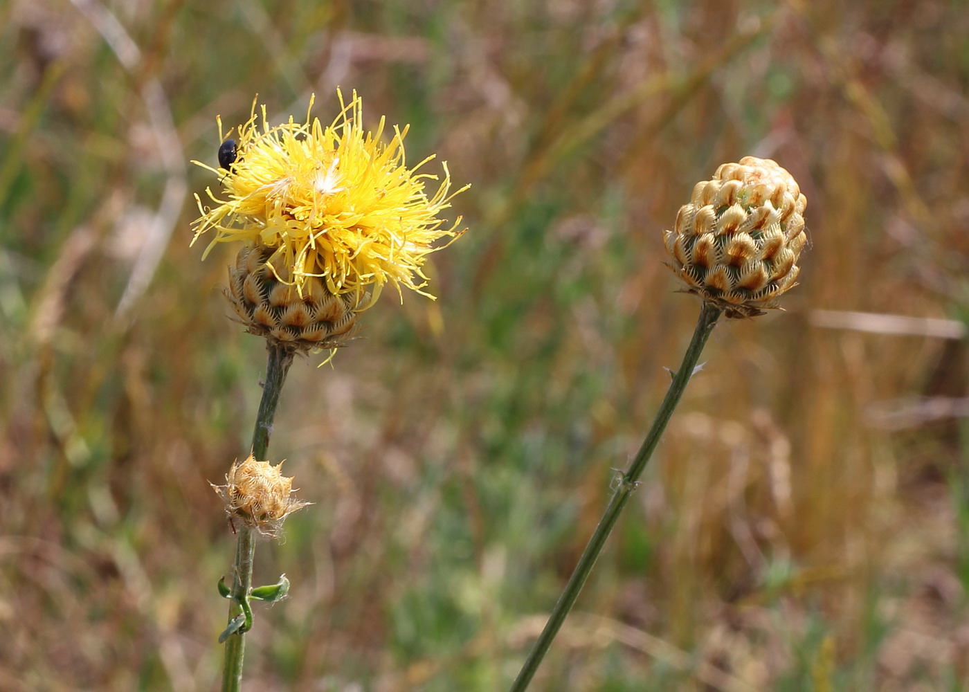 Image of Centaurea orientalis specimen.