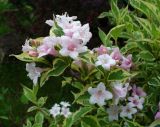 Weigela florida. Ветви цветущего растения (пестролистный культивар 'Variegata'). Ставропольский край, г. Кисловодск, Крестовая гора, на территории санатория им. М. Горького, на клумбе (43°53′56,68″ с.ш., 42°43′13,40″ в.д.). 01.06.2014.