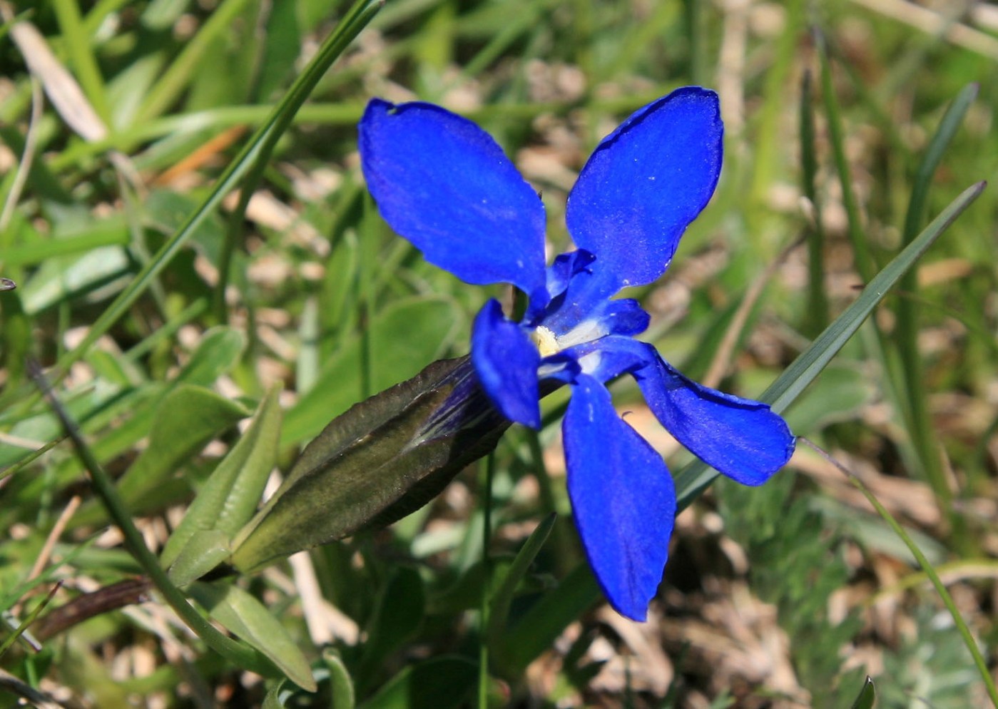 Изображение особи Gentiana angulosa.