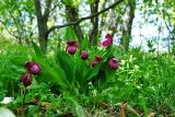 Cypripedium macranthos