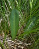 Taraxacum stevenii