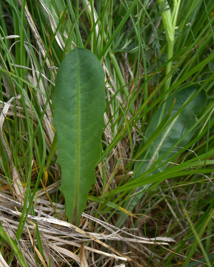 Изображение особи Taraxacum stevenii.