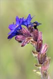 Anchusa officinalis. Часть соцветия. Ленинградская обл., Волосовский р-н, дер. Большой Сабск, берег озера. 29.06.2014.