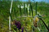 Vicia villosa