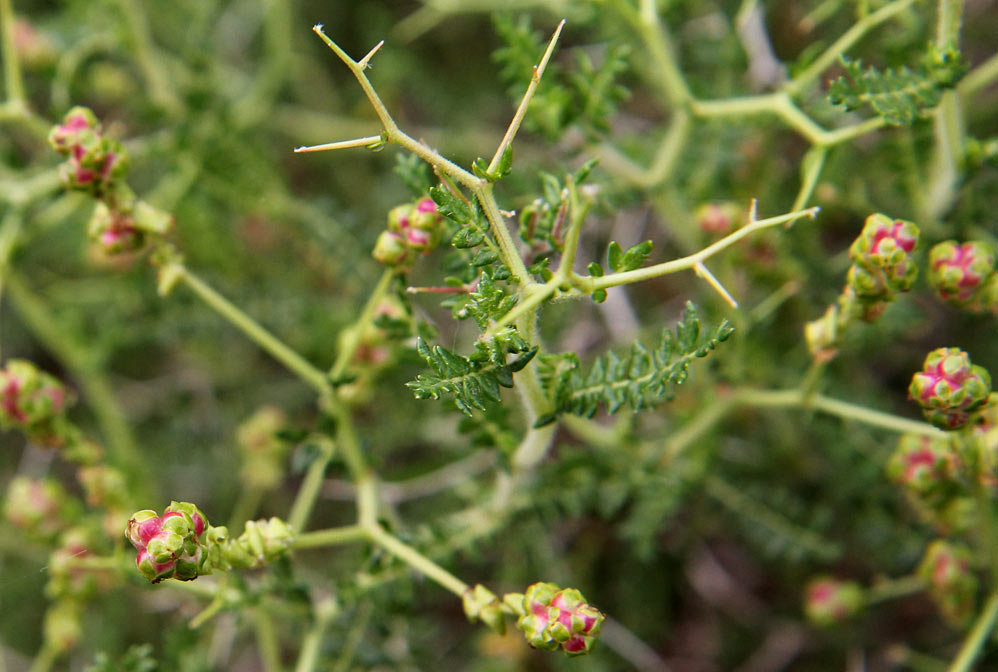 Изображение особи Sarcopoterium spinosum.