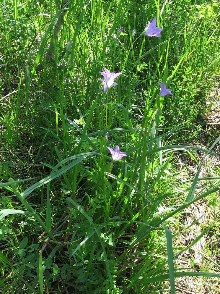 Image of Campanula altaica specimen.