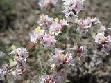 Limonium michelsonii. Соцветия. Казахстан, Сев. Тянь-Шань, плато Сюгаты. 19 мая 2011 г.