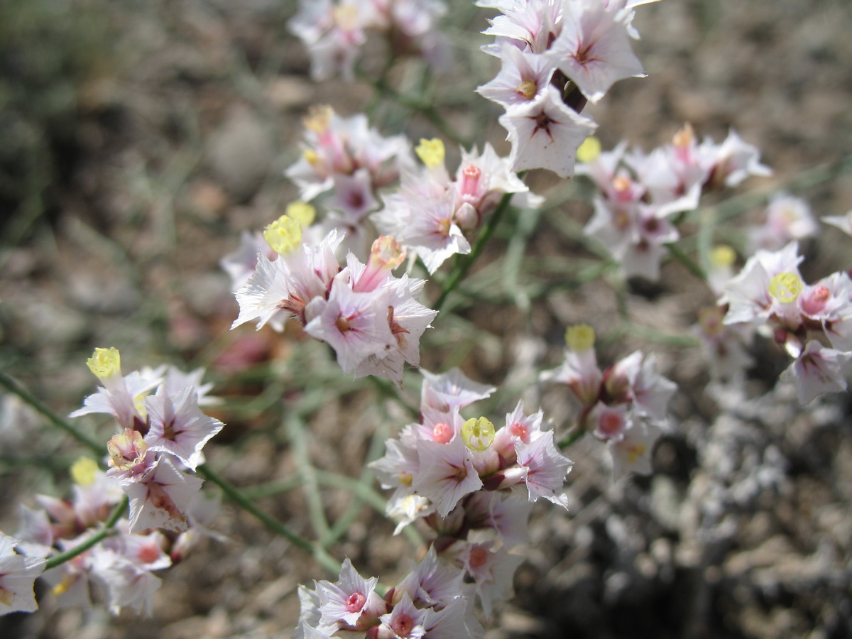 Изображение особи Limonium michelsonii.