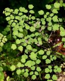 Thalictrum delavayi. Соцветие с бутонами и листья. Германия, г. Дюссельдорф, Ботанический сад университета. 03.06.2014.