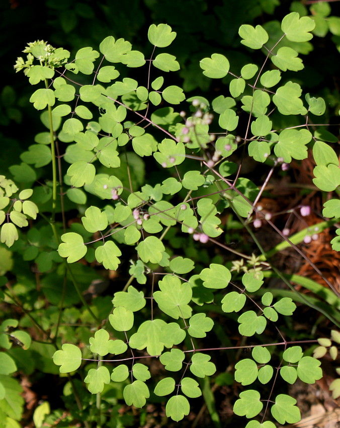 Изображение особи Thalictrum delavayi.