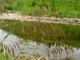 Calamagrostis langsdorffii